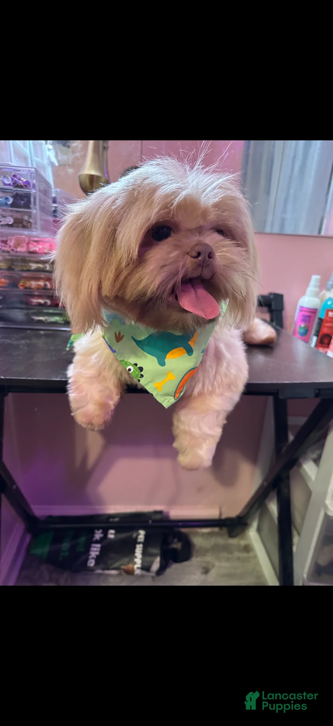 Shih Tzu dogs for stud: Akc&OFA lavender Shih Tzu stud - Ad 4