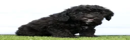 Miniature Poodle dogs for sale: Nero - Ad 5
