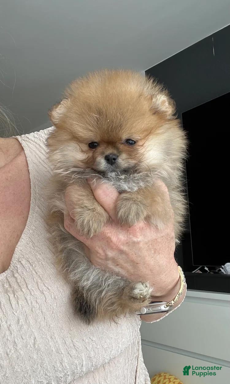 Pomeranian dogs Stacy - Ad 9