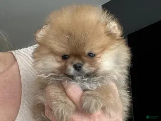 Pomeranian dogs Stacy - Ad 9