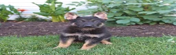 German Shepherd dogs for sale: Serena - Ad 4