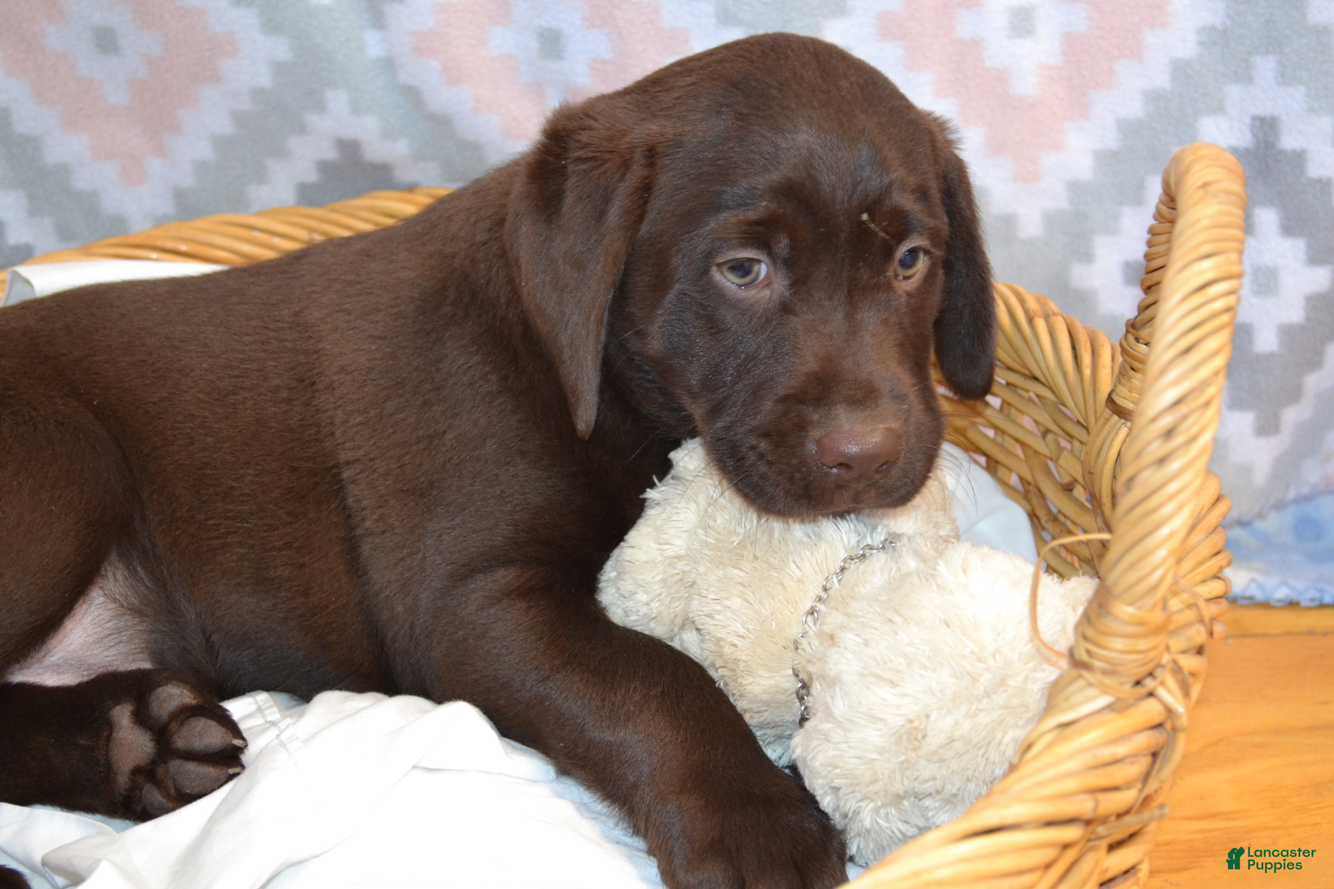 Labrador Retriever dogs Daisy - Ad 10