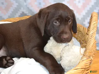 Labrador Retriever dogs Daisy - Ad 3