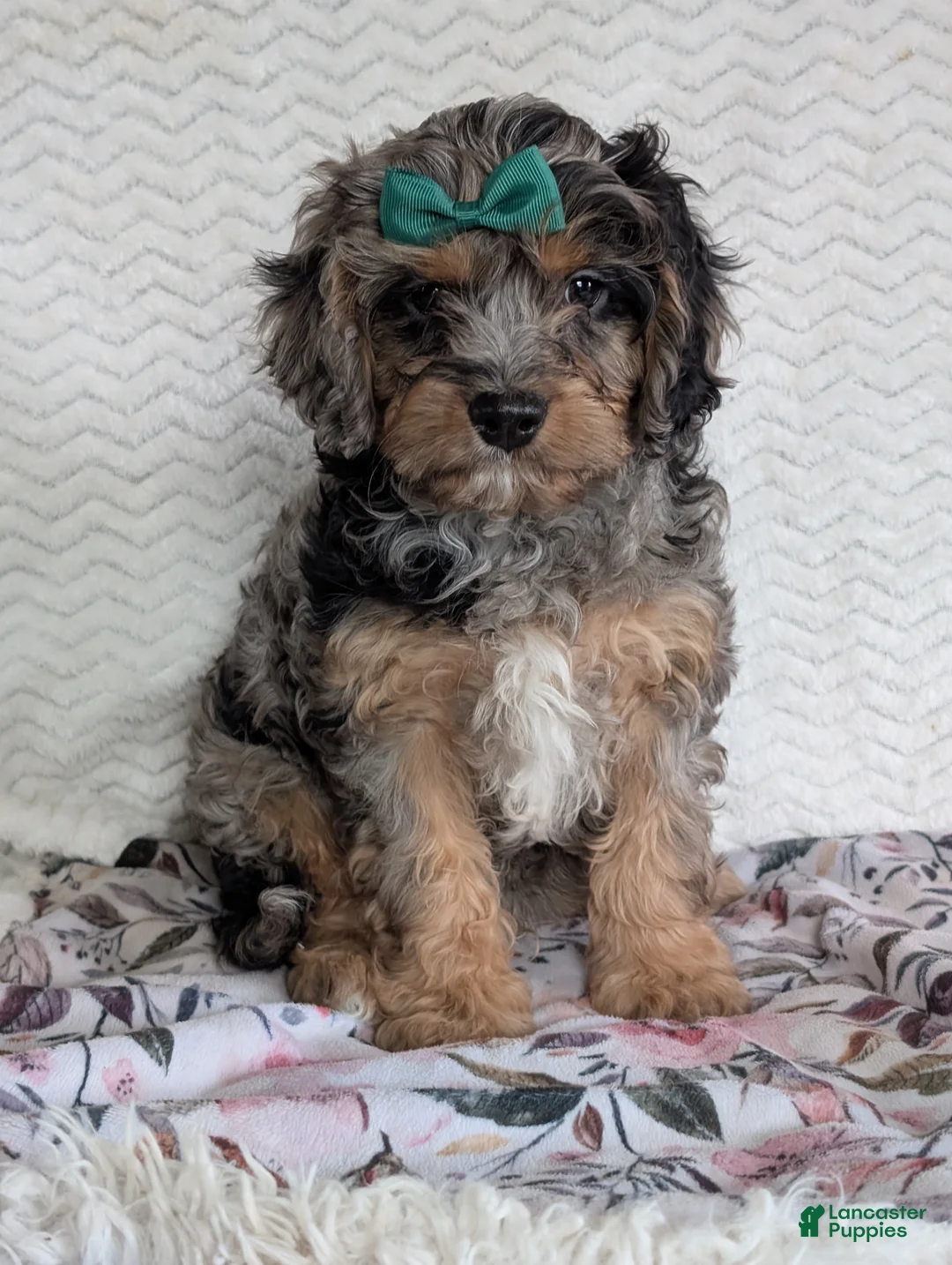 Cavapoo dogs for sale: Bluey - Ad 12