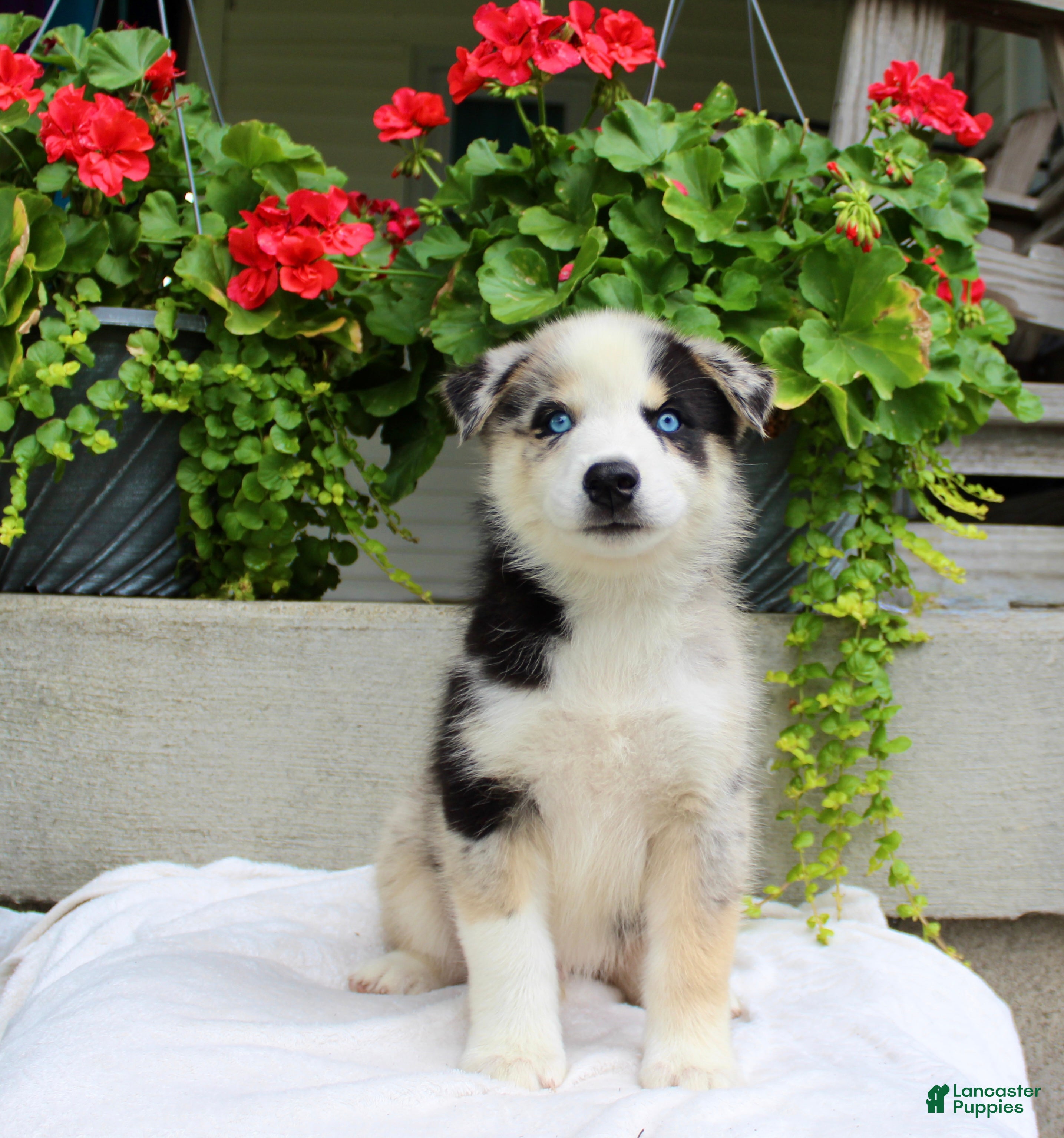 Mixed Breed dogs Leonard  - Ad 2