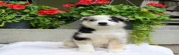 Mixed Breed dogs for sale: Leonard  - Ad 2