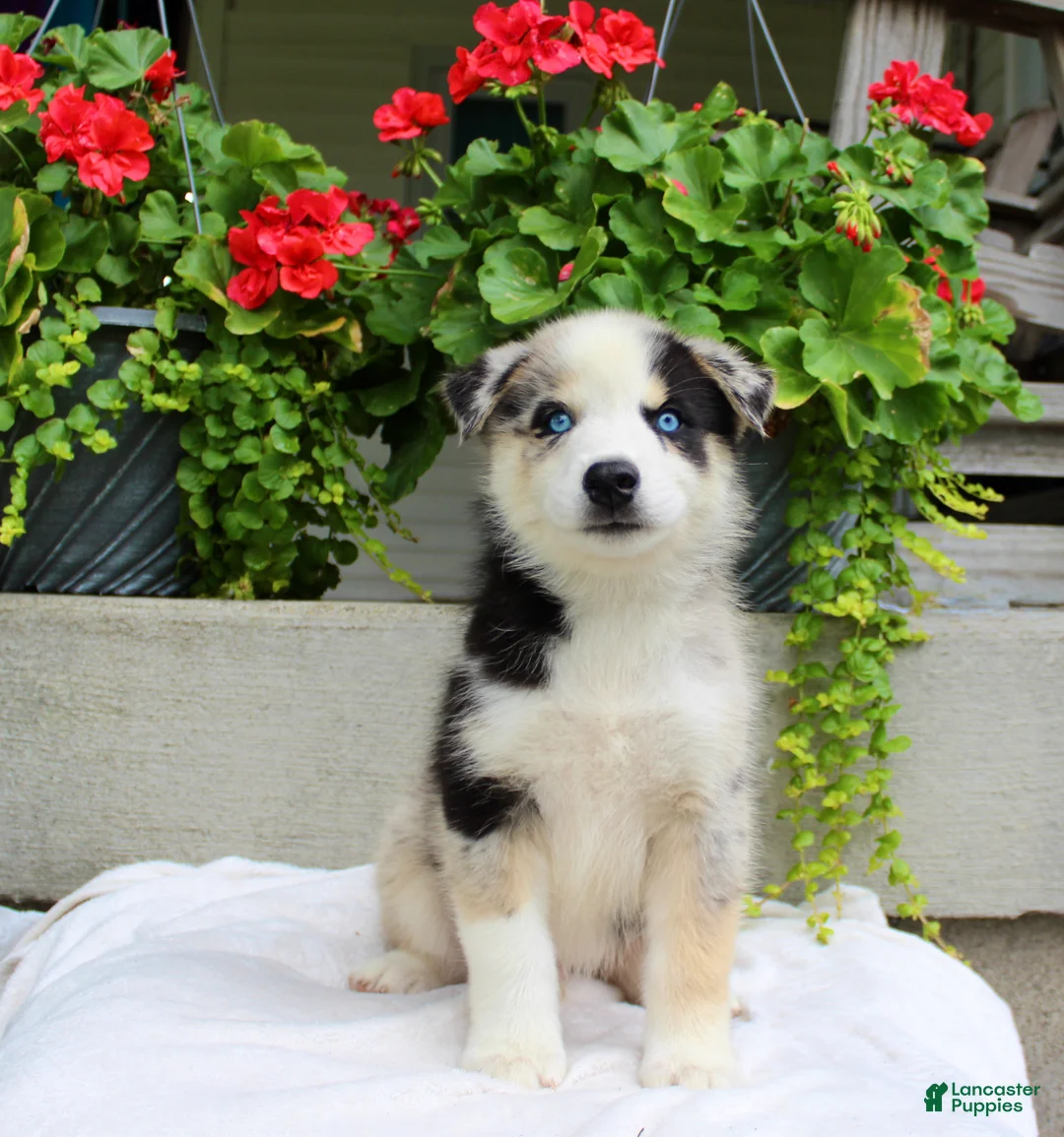 Mixed Breed dogs for sale: Leonard  - Ad 2