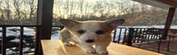 Welsh Corgi Pembroke dogs for sale: Maggie - Ad 1