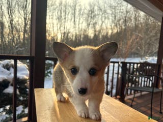 Welsh Corgi Pembroke dogs Maggie - Ad 9