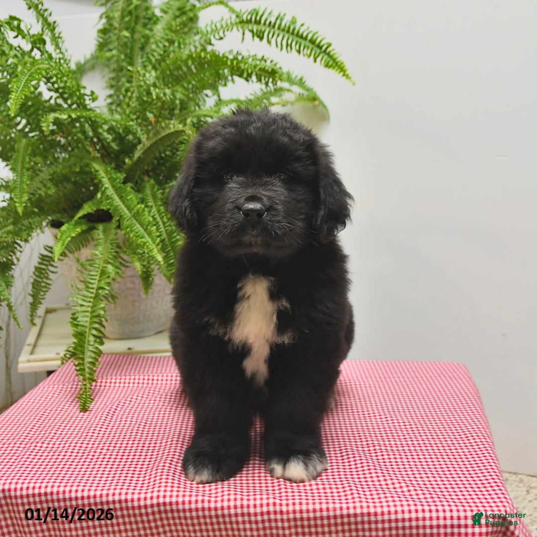Newfoundland dogs for sale: Roger - Ad 2