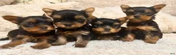 Yorkshire Terrier dogs for sale: Eli - Ad 18