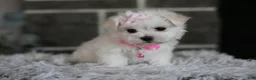 Maltipoo dogs for sale: Angel - Ad 13