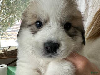 Great Pyrenees dogs Hot Pink - Ad 15