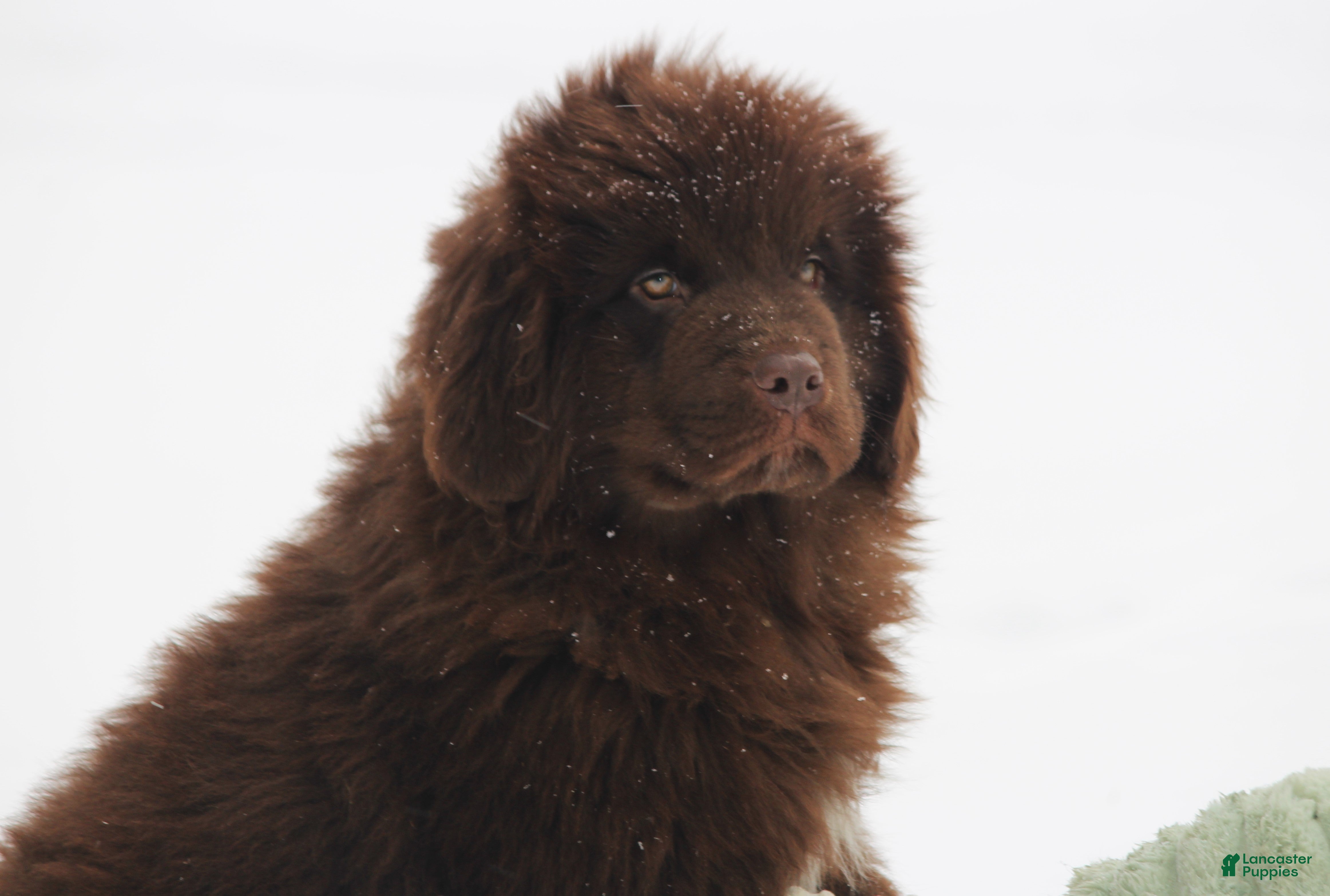 Newfoundland dogs Pansy  - Ad 1