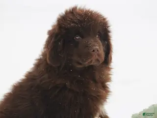 Newfoundland dogs Pansy - Ad 1