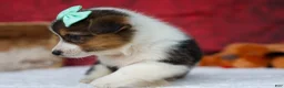 Welsh Corgi Pembroke dogs for sale: Amara🌸 - Ad 18
