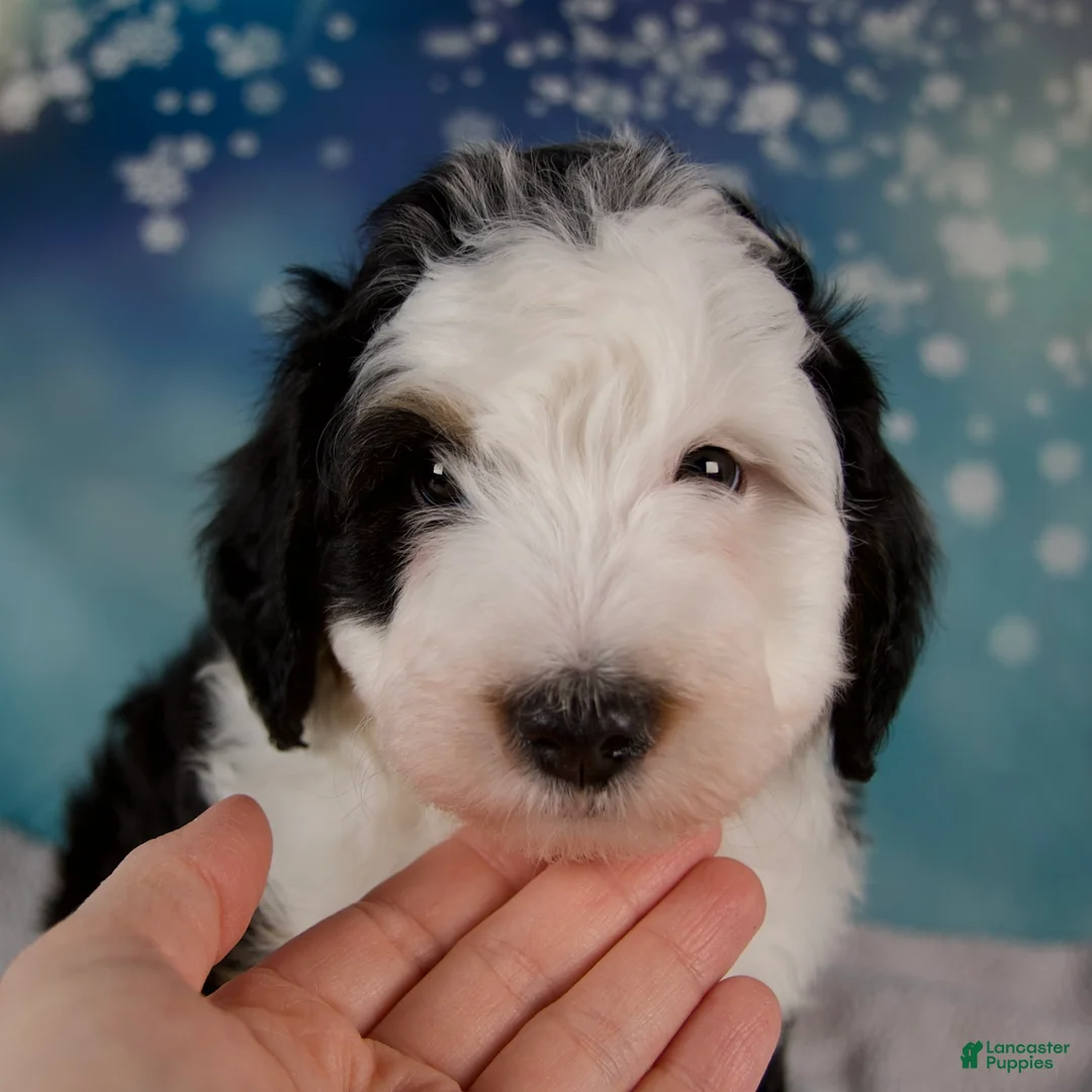 Mini Bernedoodle dogs for sale: Charles - Ad 7