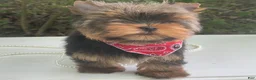 Yorkshire Terrier dogs for sale: Cody - Ad 13