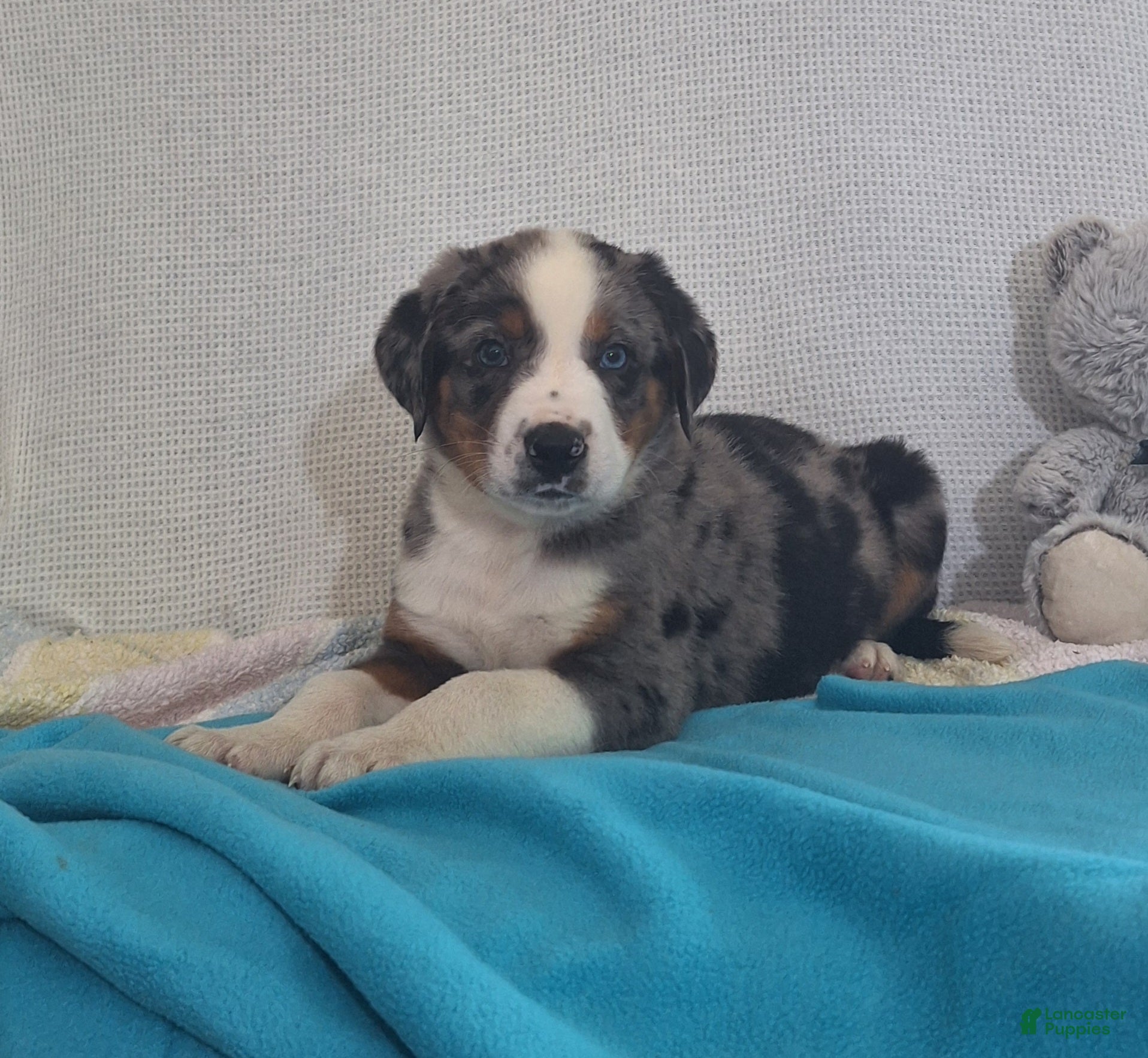 Mixed Breed dogs Nate - Ad 41