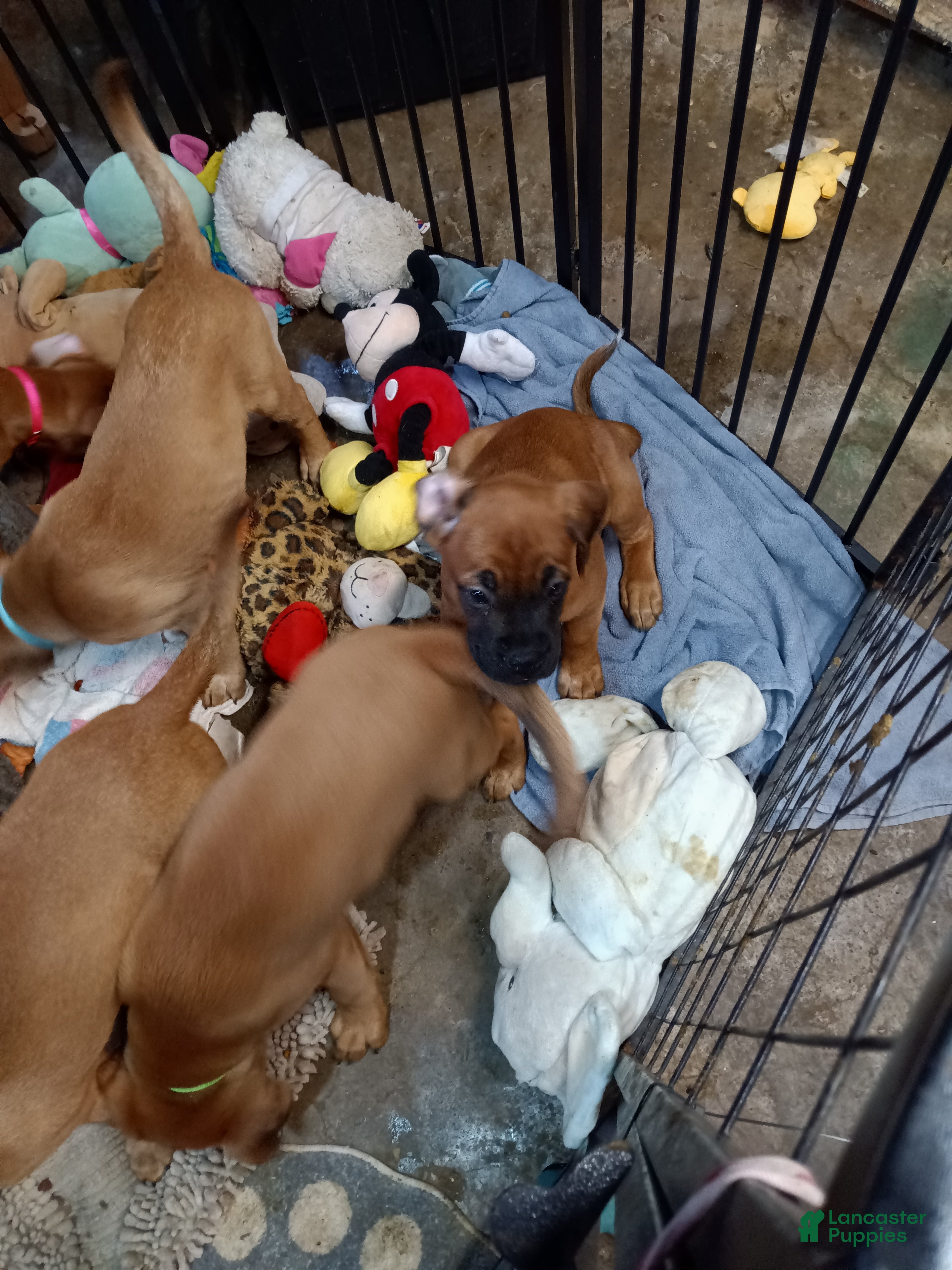 Mixed Breed dogs for sale:  1 - Ad 12