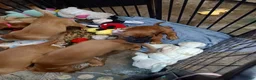 Mixed Breed dogs for sale:  1 - Ad 1
