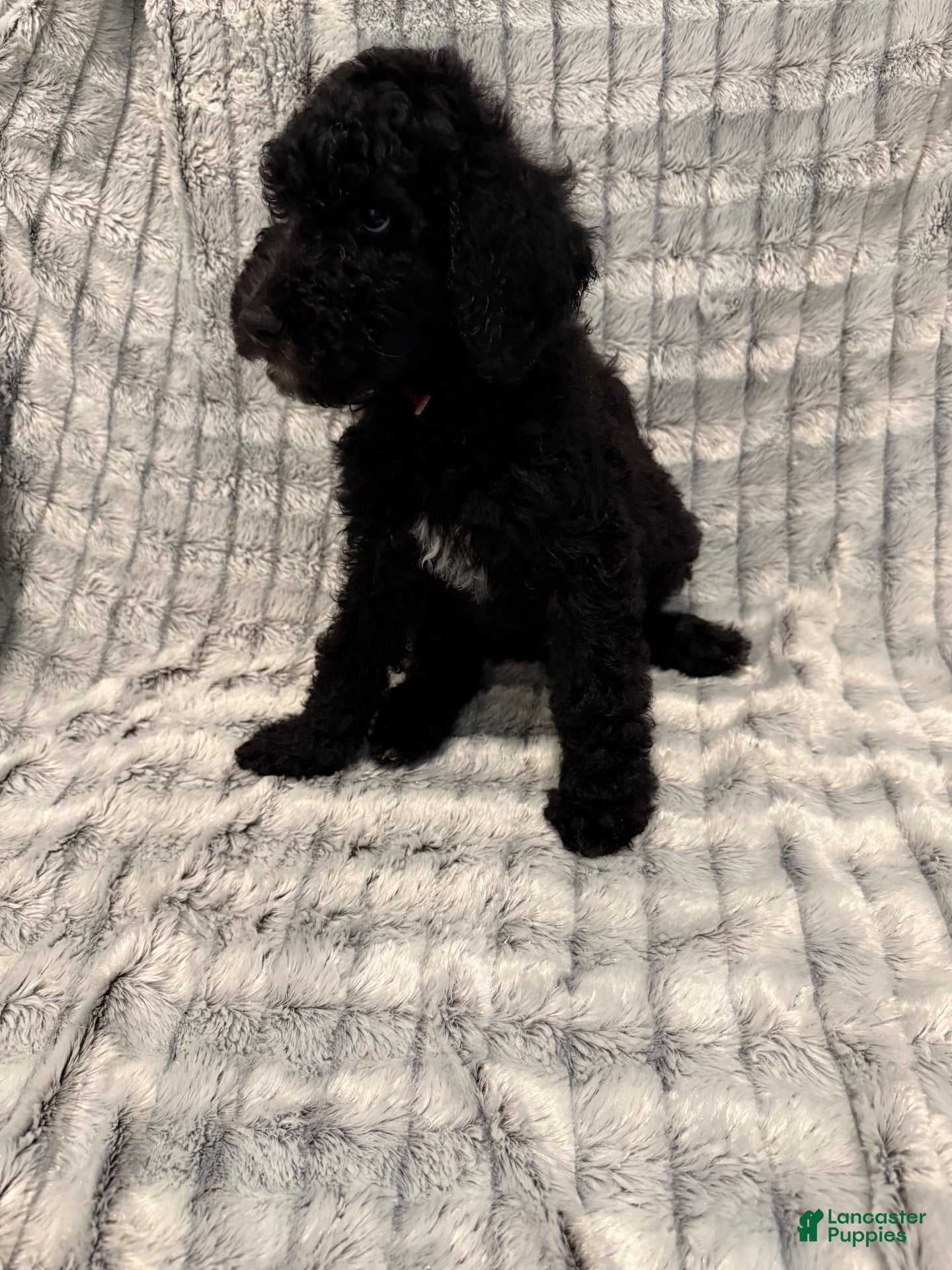 Standard Poodle dogs Standard Poodle 5 - Ad 22