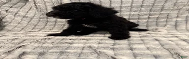 Standard Poodle 5