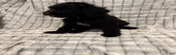 Standard Poodle dogs for sale: Standard Poodle 5 - Ad 1