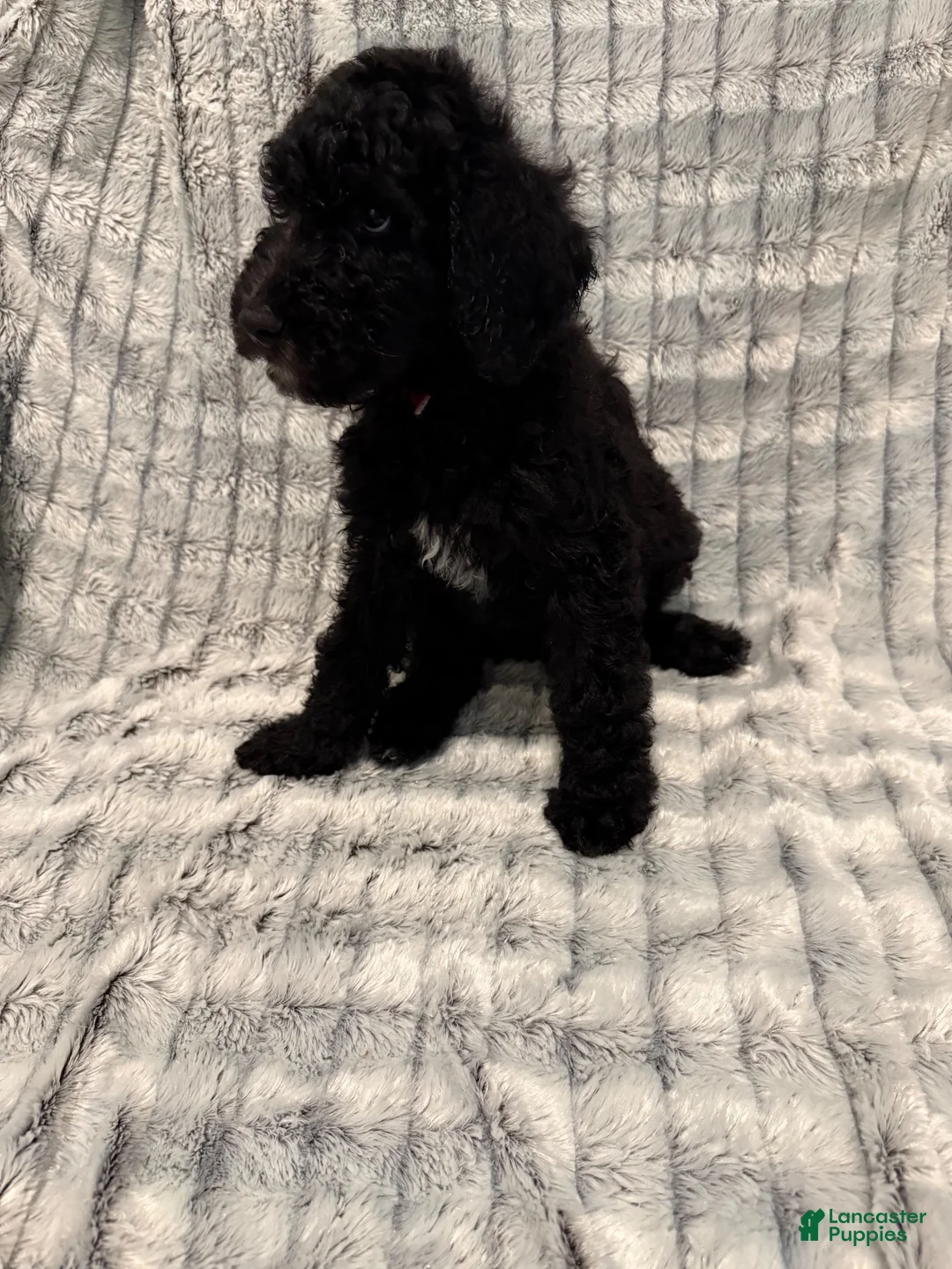 Standard Poodle dogs for sale: Standard Poodle 5 - Ad 1