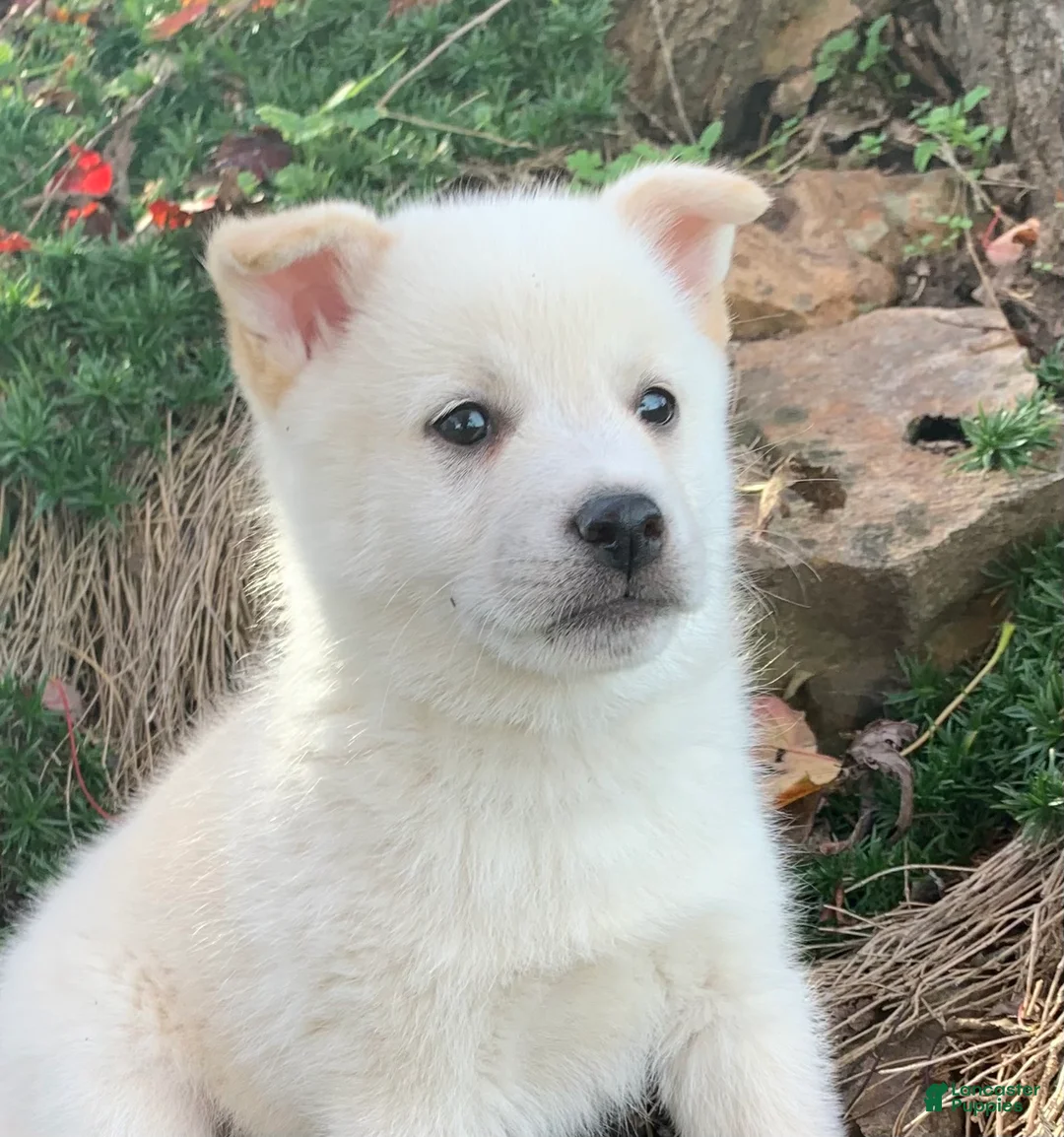 Alaskan Klee Kai dogs for sale: Fun Little Taz~! - Ad 3