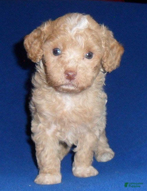 Shihpoo dogs Baxter - Ad 2