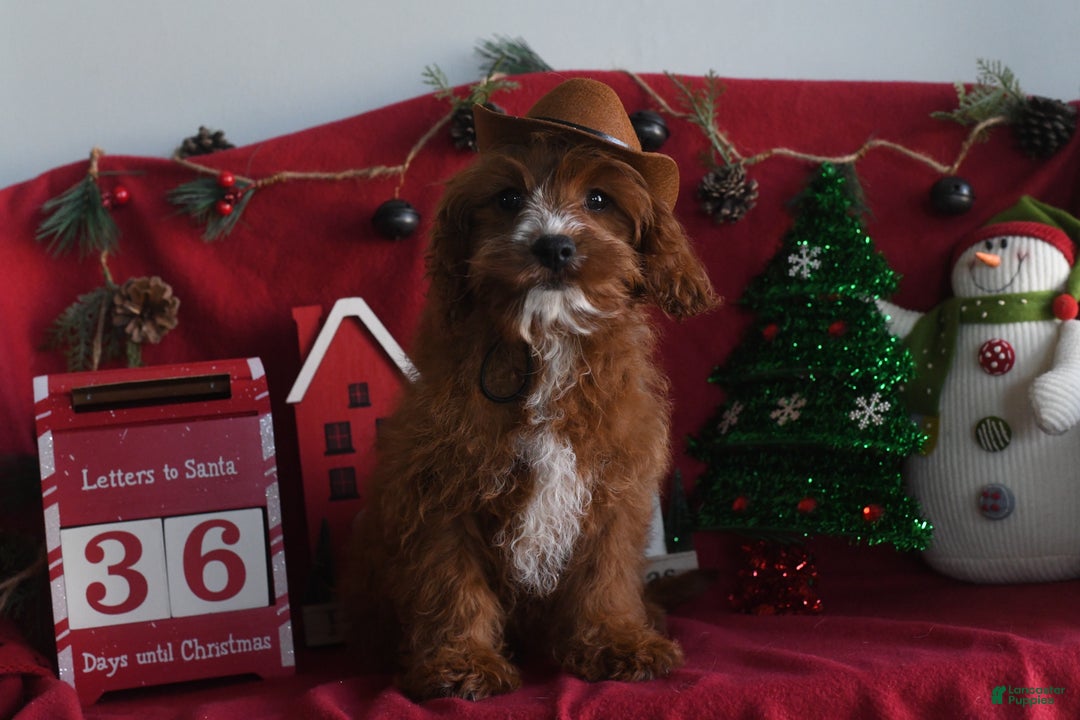 Cavapoo dogs for sale: Morris - Ad 2