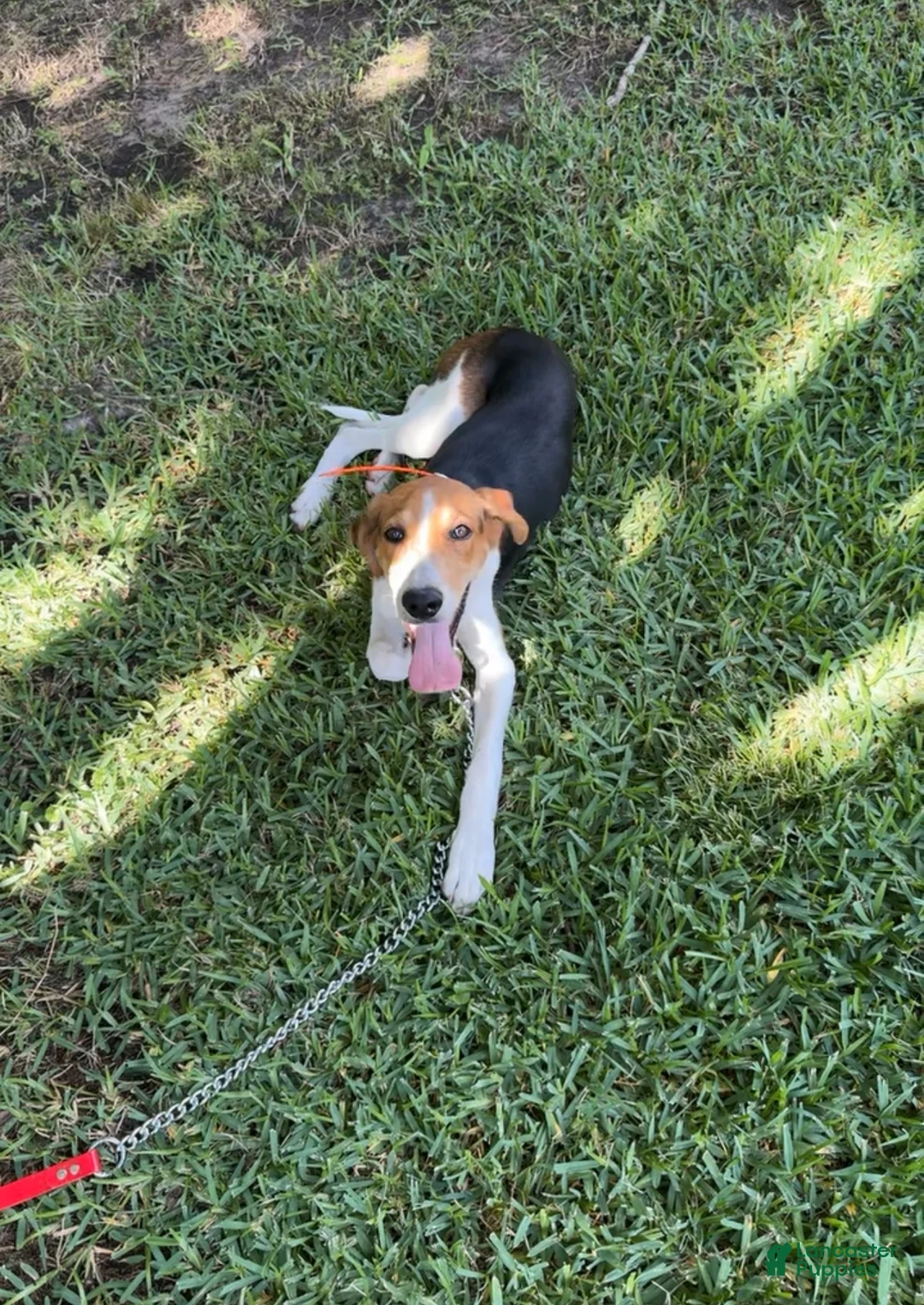 American Foxhound dogs for sale: Boone - Ad 2