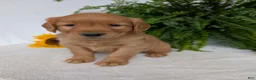 Golden Retriever dogs for sale: Dug  - Ad 12
