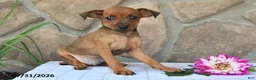 Miniature Pinscher dogs for sale: Tyson - Ad 4