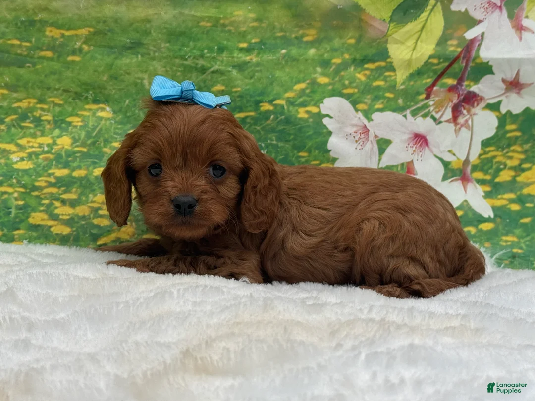 Cavapoo dogs for sale: Redford - Ad 1