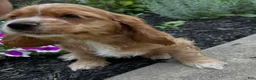 Cocker Spaniel dogs for sale: Andrew - Ad 3