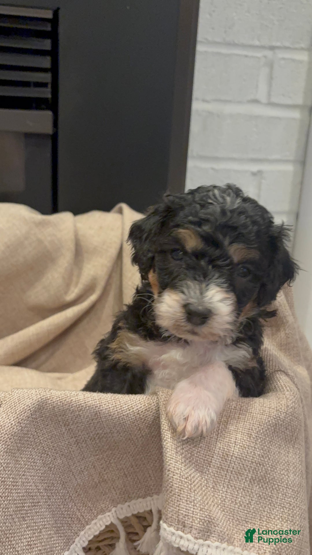 Mini Bernedoodle dogs for sale: Sophie - Ad 6