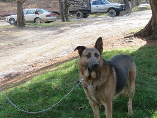 German Shepherd dogs Joey - Ad 18