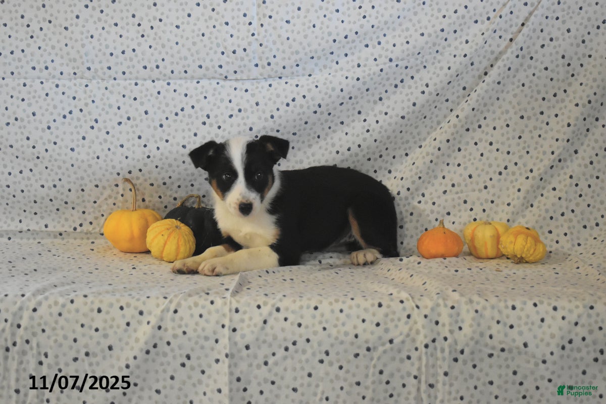 Mixed Breed dogs Sydney - Ad 2