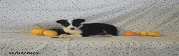 Mixed Breed dogs for sale: Sydney - Ad 1