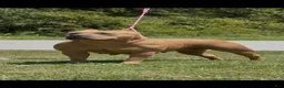 American Bully dogs for sale: American Bully 1 - Ad 4