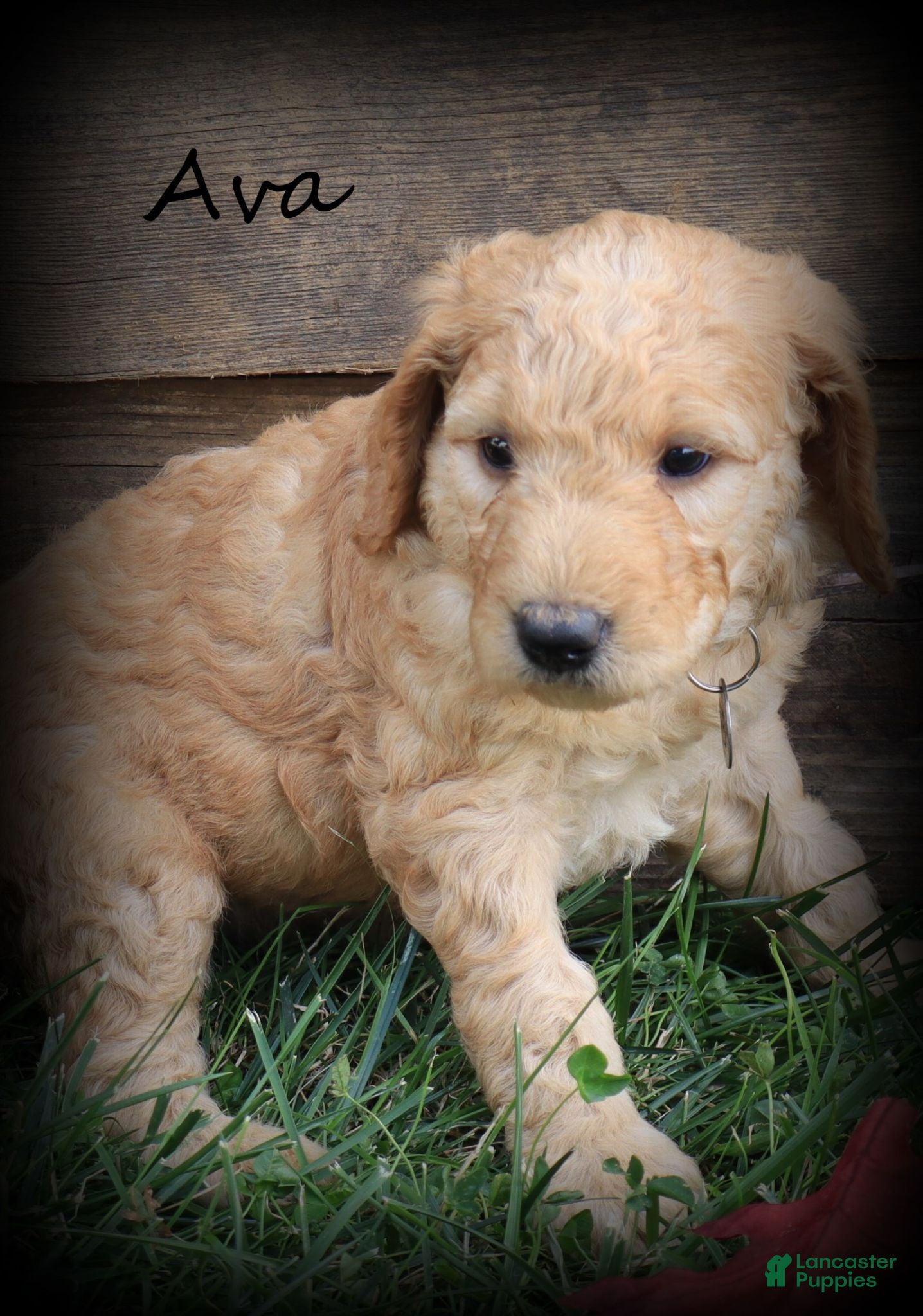 Goldendoodle dogs Ava - Ad 1