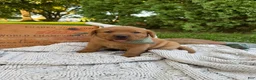 Labrador Retriever dogs for sale: Canyon - Ad 4