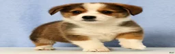 Mixed Breed dogs for sale: Dorsy - Ad 4