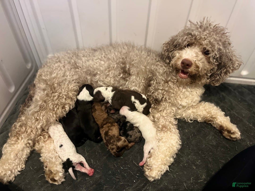 Gallery Image {{count}}