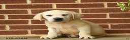 Labrador Retriever dogs for sale: Bouncer - Ad 5