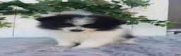 Pomeranian dogs for sale: Abby  - Ad 6