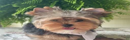 Biewer Terrier dogs for sale: Izzy - Ad 7
