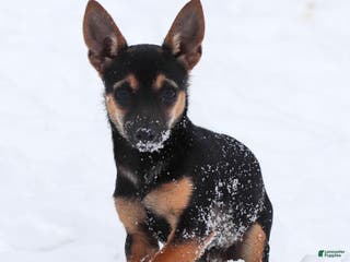 Chihuahua dogs Preston - Ad 8